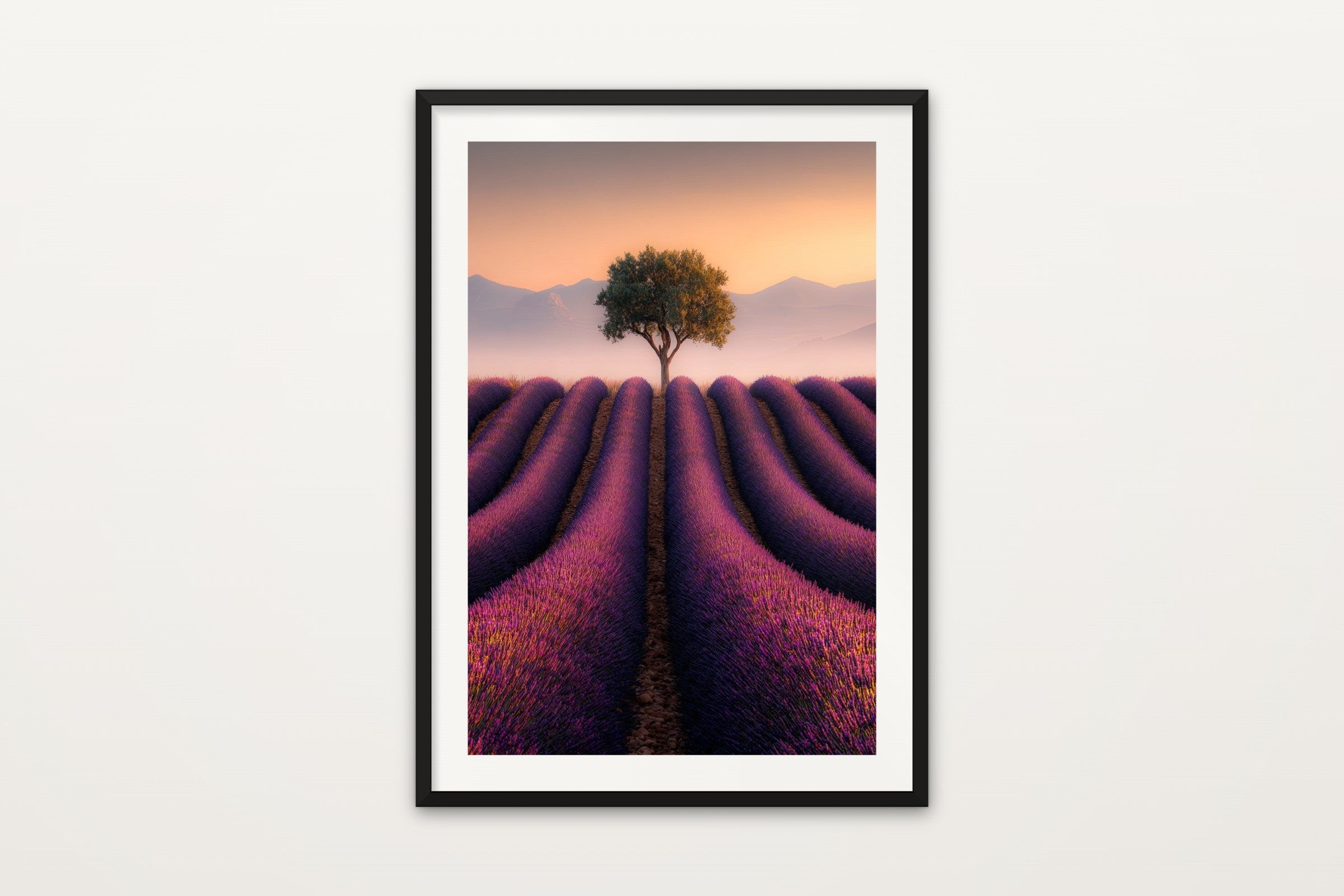 Valensole at Sunset