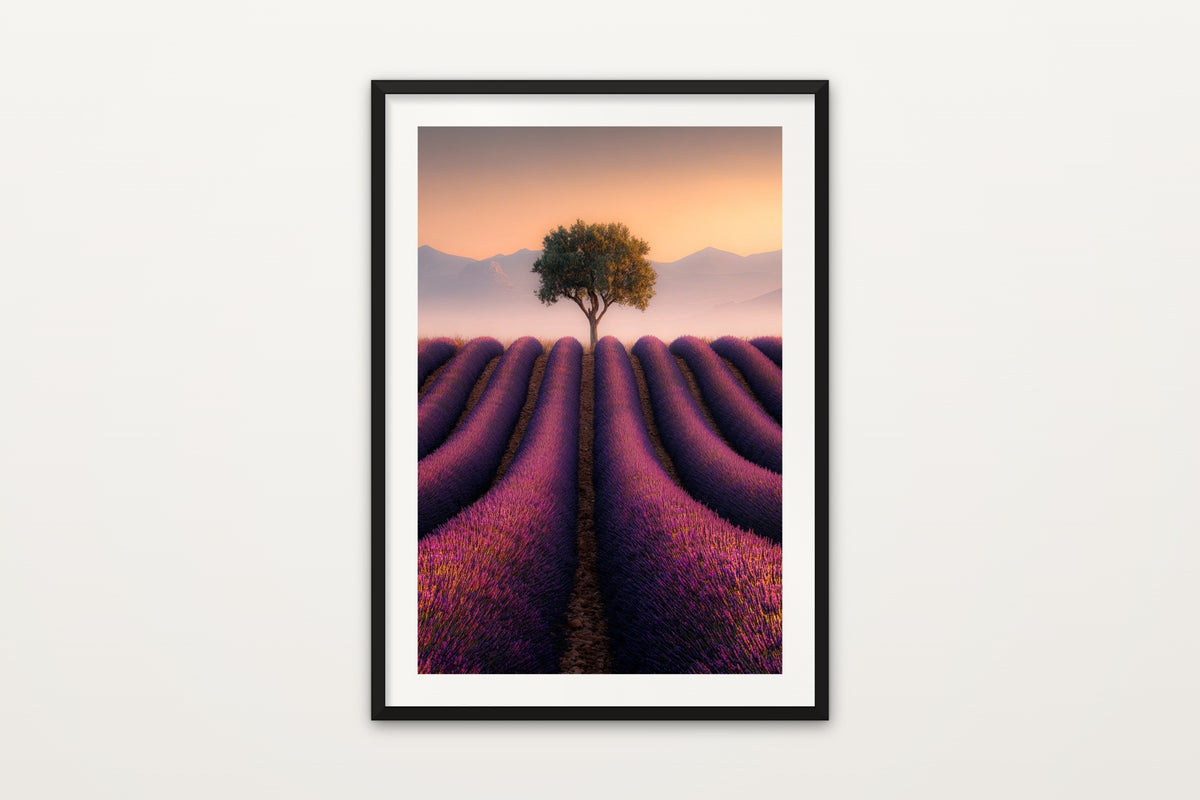 Valensole at Sunset wall art print – A lone tree in the purple lavender of Valensole at sunset, Provence