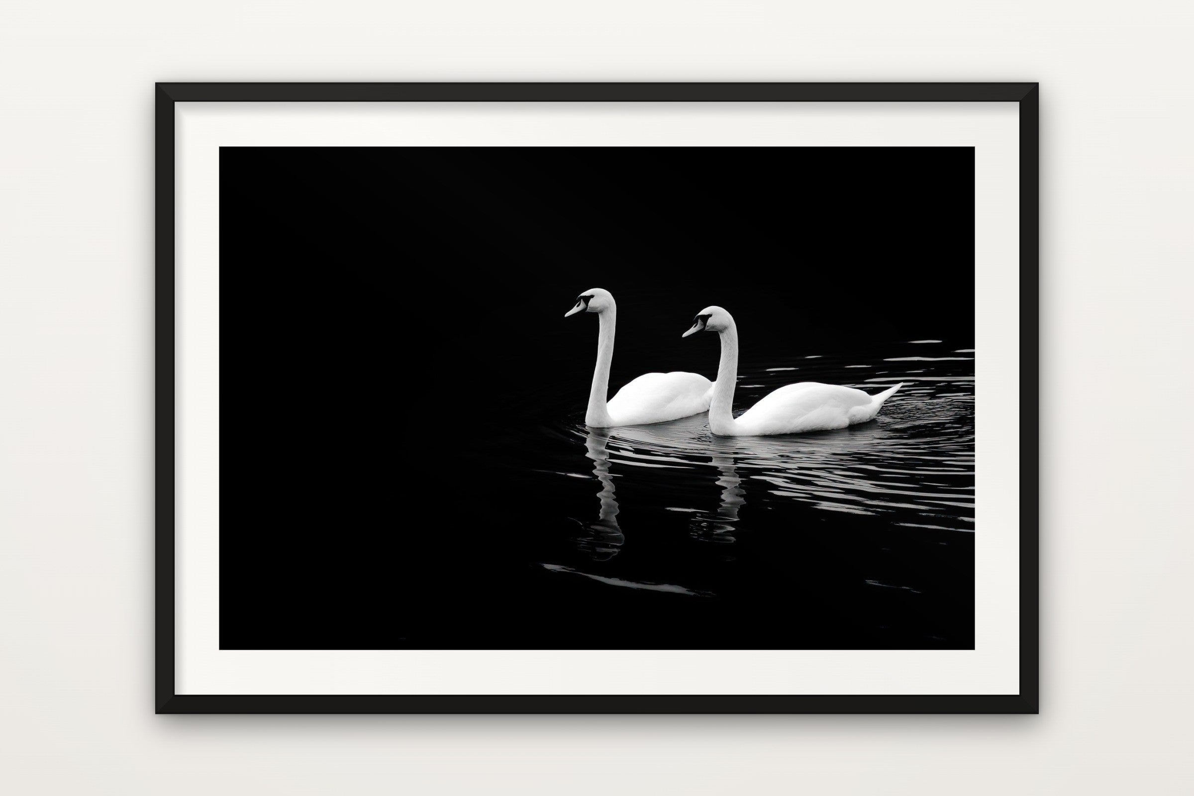 Two Swans