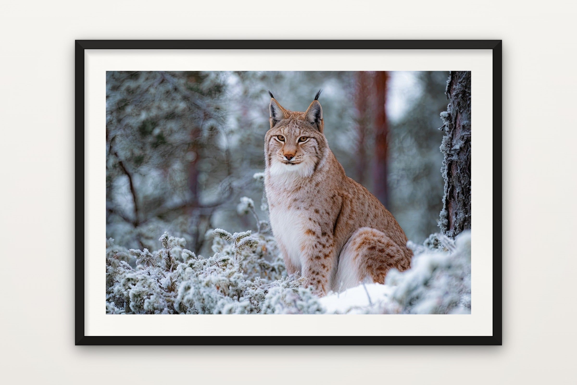 Finnish Lynx