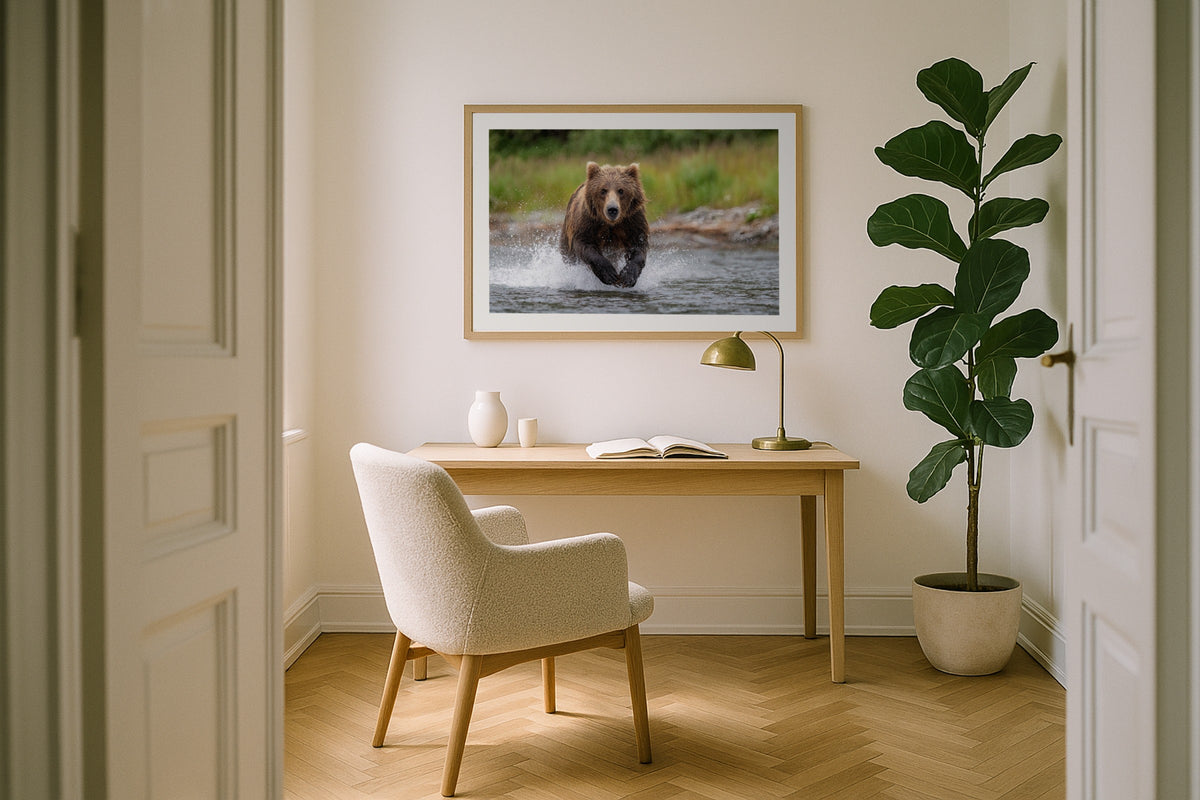 Grizzly Bear wall art print, framed with a white border, in a white desk fiddle fig