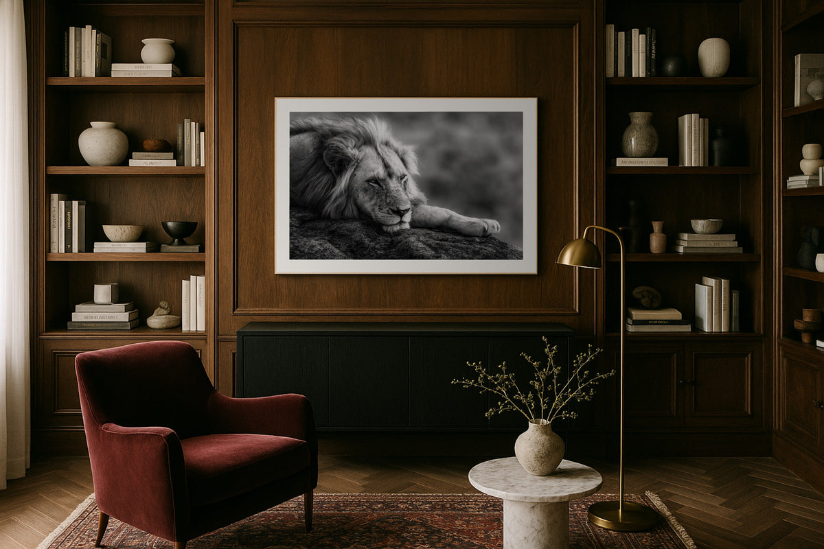 White Lion wall art print, framed with a white border, in a library wood panels velvet chair